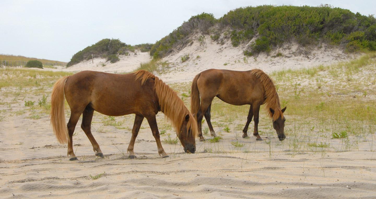 horses at assateague island