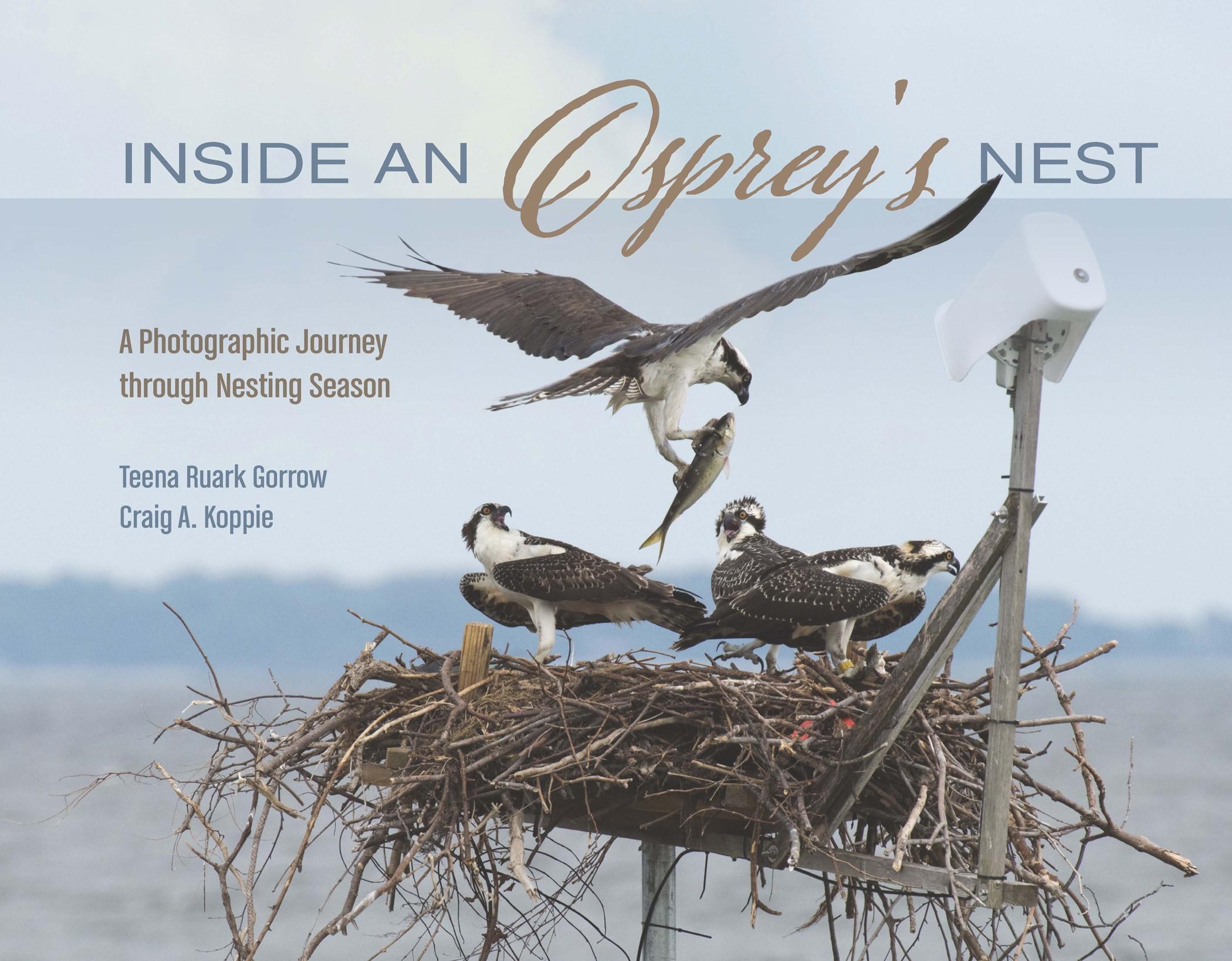 Inside an Osprey's Nest poster
