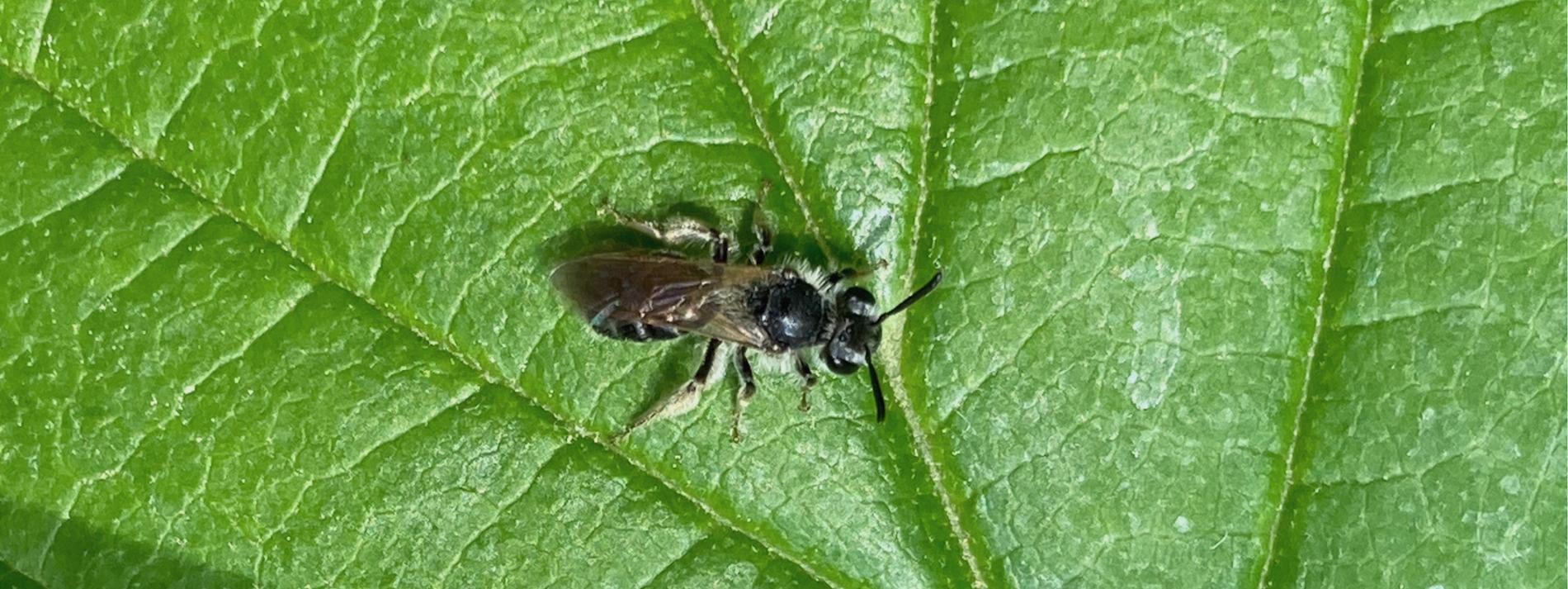 bumble bee on a green leaf