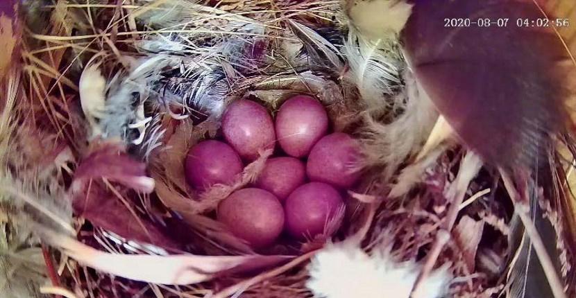 Bird Eggs shown on a nest cam
