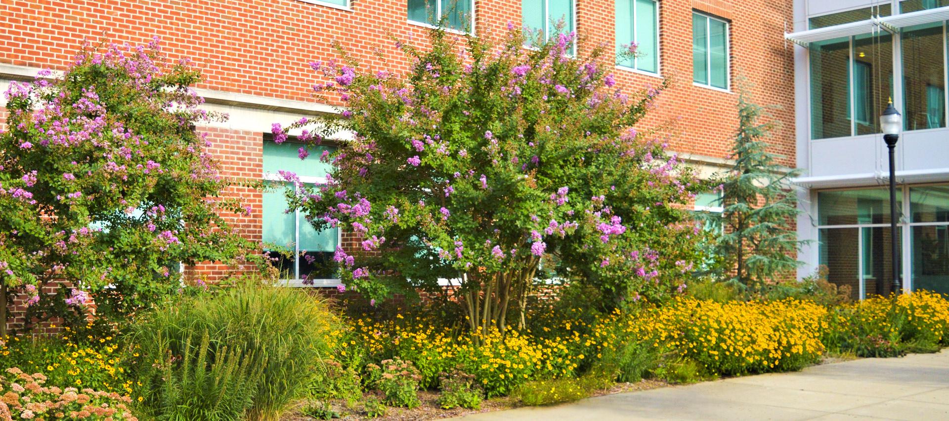 trees and flowers on the Salisbury University campus