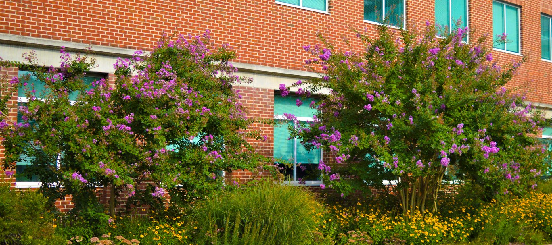 trees and flowers on the Salisbury University campus