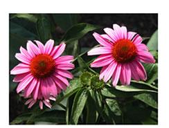 pink flower with red center