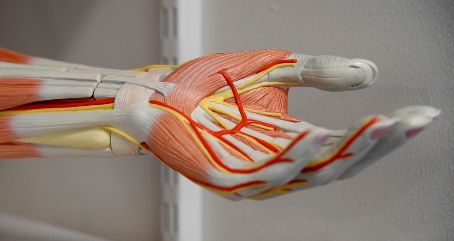 close up of anatomical hand model