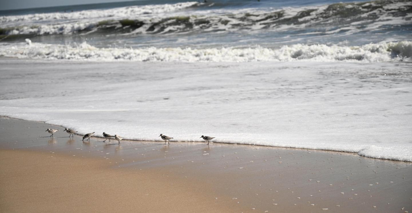 Beach coastline with birds foraging the waves