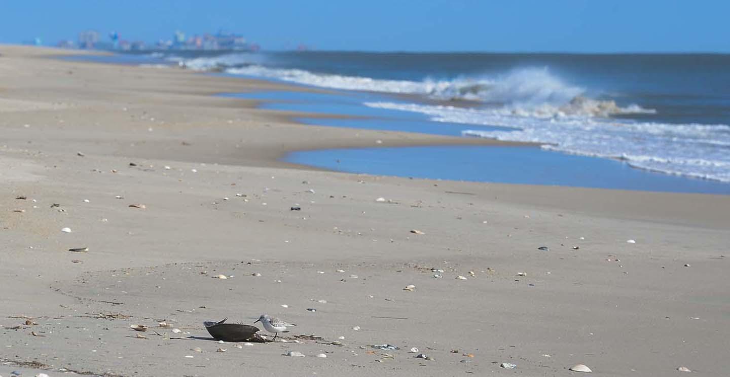 Assateague Island beach scene